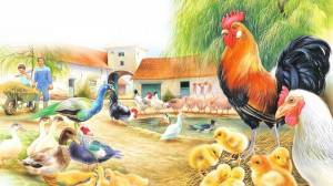 Раскраска домашние птицы для детей #6 #72015