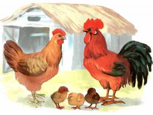 Раскраска домашние птицы для детей #8 #72017