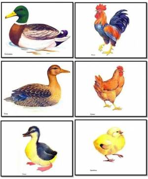 Раскраска домашние птицы для детей #37 #72046