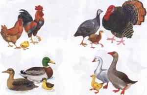 Раскраска домашние птицы для детей 3 4 лет #4 #72052