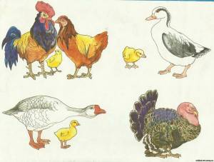 Раскраска домашние птицы для детей 3 4 лет #13 #72061