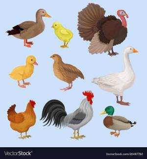Раскраска домашние птицы для детей 3 4 лет #15 #72063