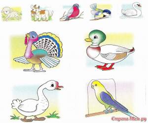 Раскраска домашние птицы для детей 4 5 лет #4 #72091