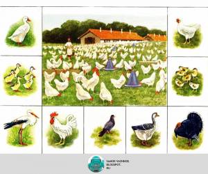 Раскраска домашние птицы для детей 4 5 лет #28 #72115