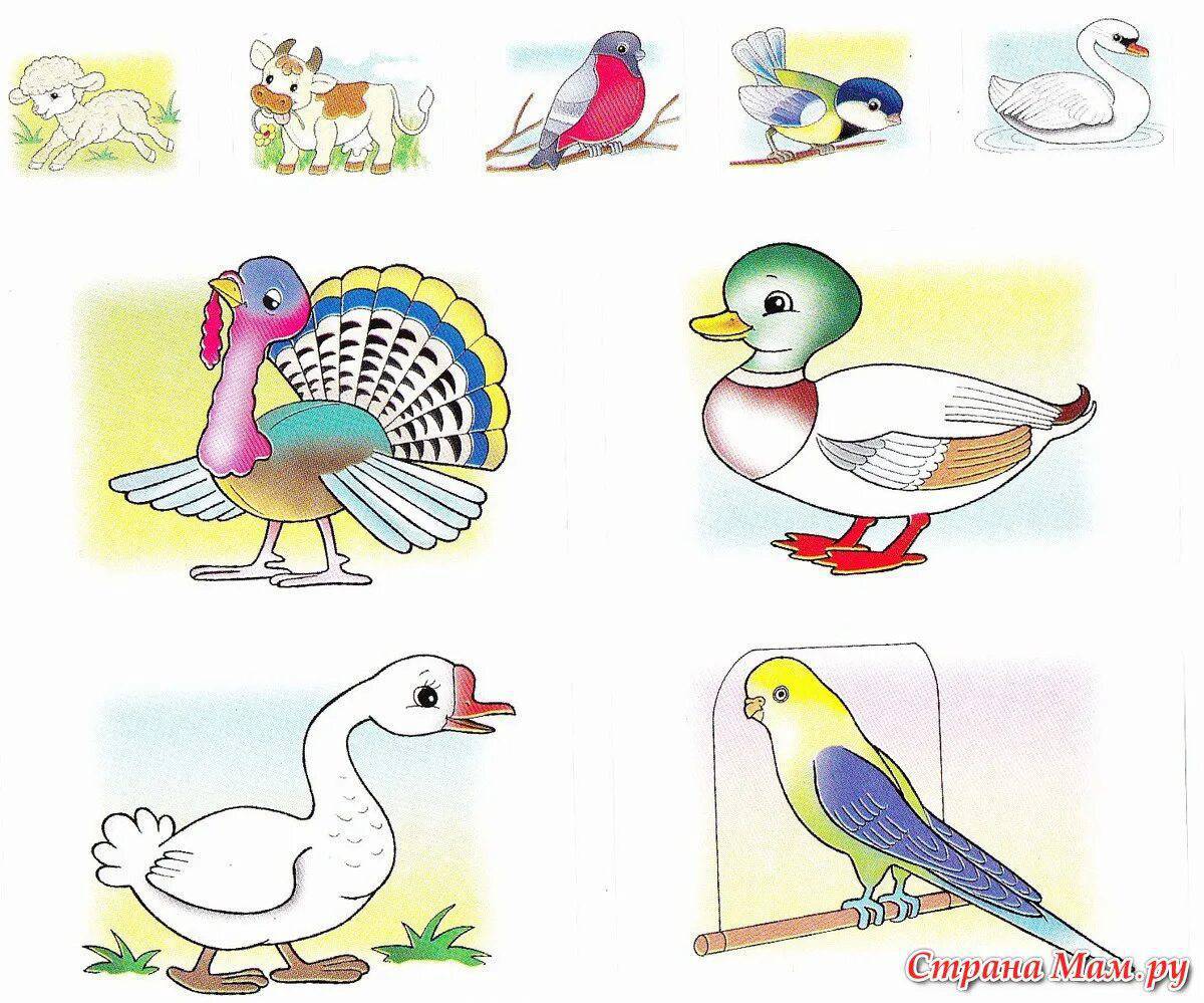 Домашние птицы для детей 3 4 лет #9