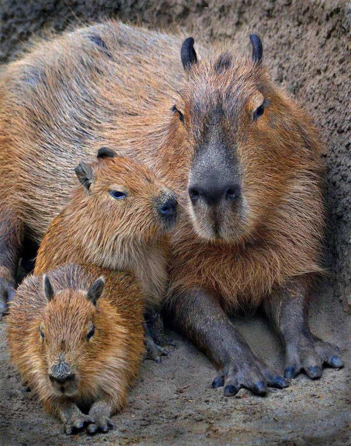 Capybara. Капибара. Капибара и морская Свинка. Карликовая капибара. Капибара эндемик Северной Америки.