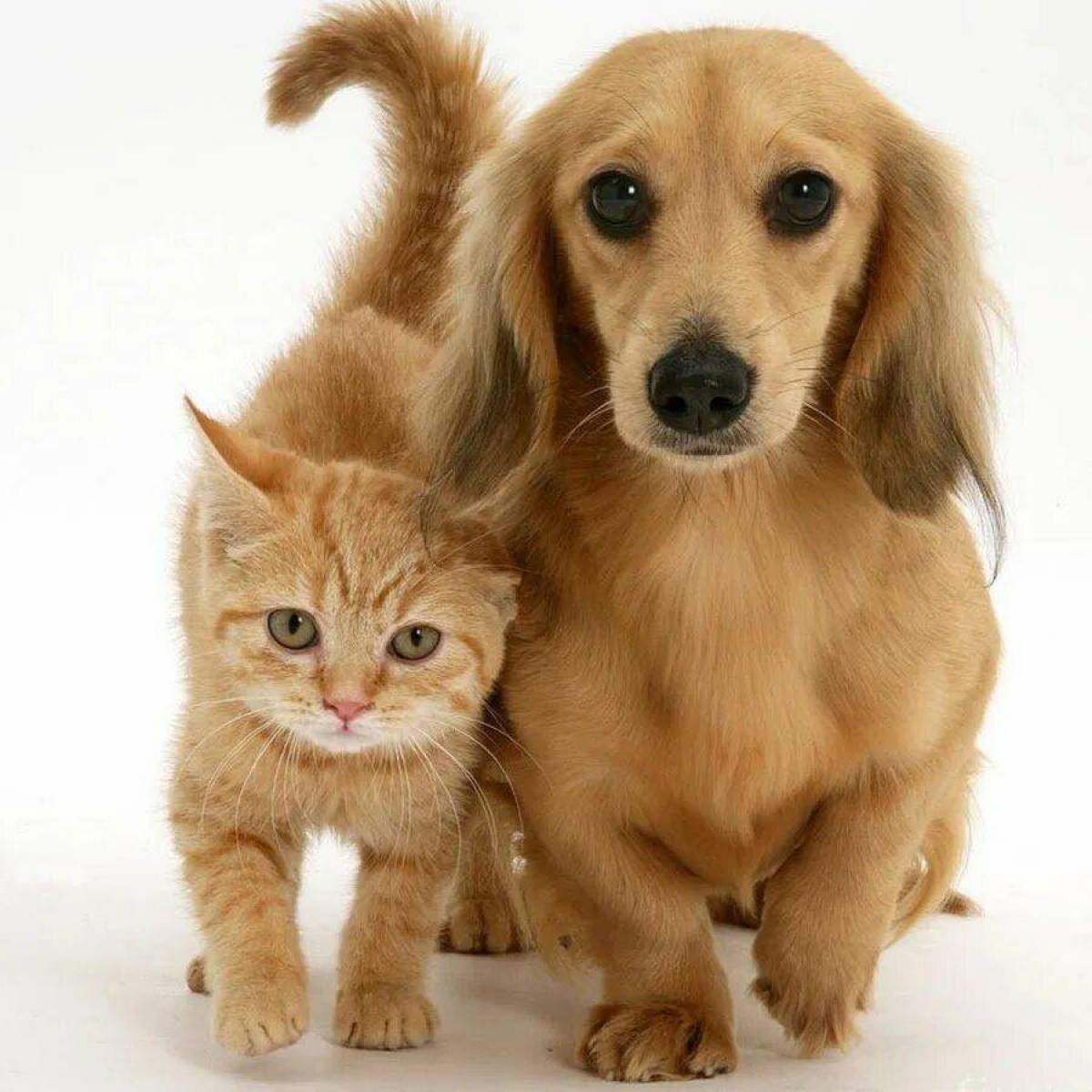 Кошечки собачки кошечки собак