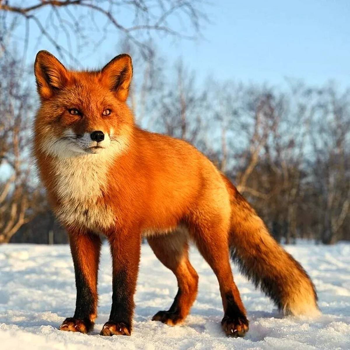 Какой лиса зверь. Лисица обыкновенная лисица. Рыжая обыкновенная лисица. Уссурийская обыкновенная лисица. Дикие звери.