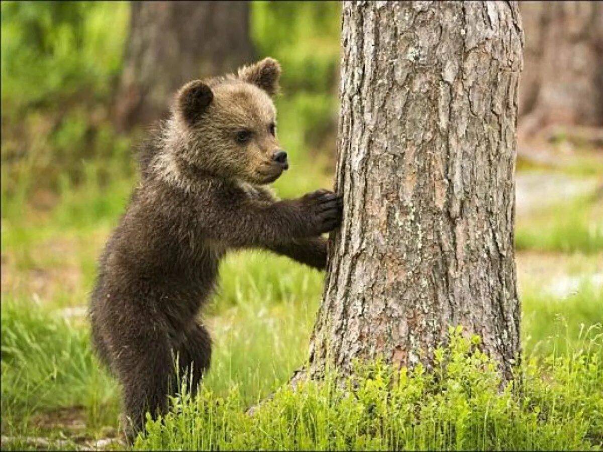 Маленькие картинки медведя. Медвежонок. Медвежонок в лесу. Медвежата фото. Маленький Медвежонок.