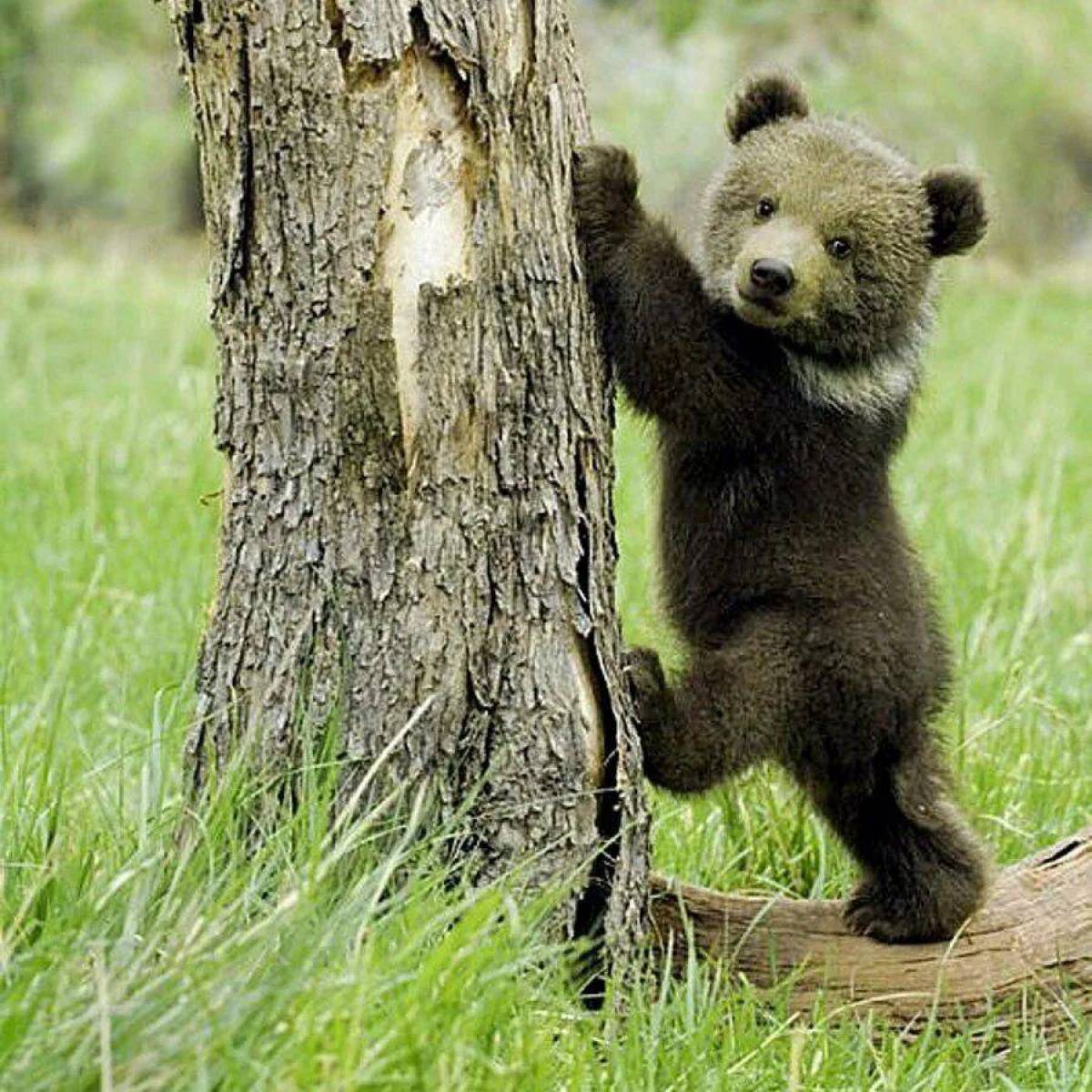 Маленький медведь