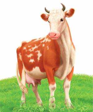 Раскраска корова для детей #6 #4682
