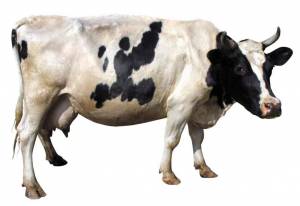 Раскраска корова для детей #22 #4698