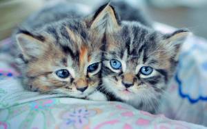 Раскраска котики милые #13 #4879