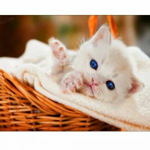 Раскраска котики милые #26 #4892