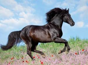 Раскраска лошадь #3 #5874