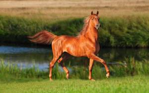 Раскраска лошадь #12 #5883