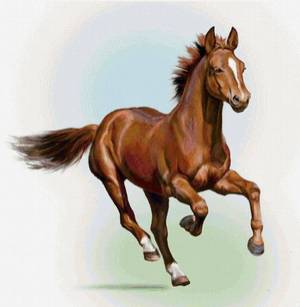 Раскраска лошадь для детей #5 #5909