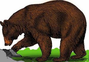 Раскраска медведь для детей #7 #6584