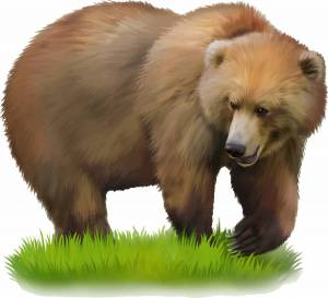 Раскраска медведь для детей #8 #6585