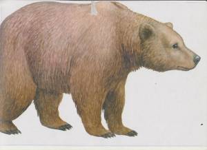 Раскраска медведь для детей #12 #6589