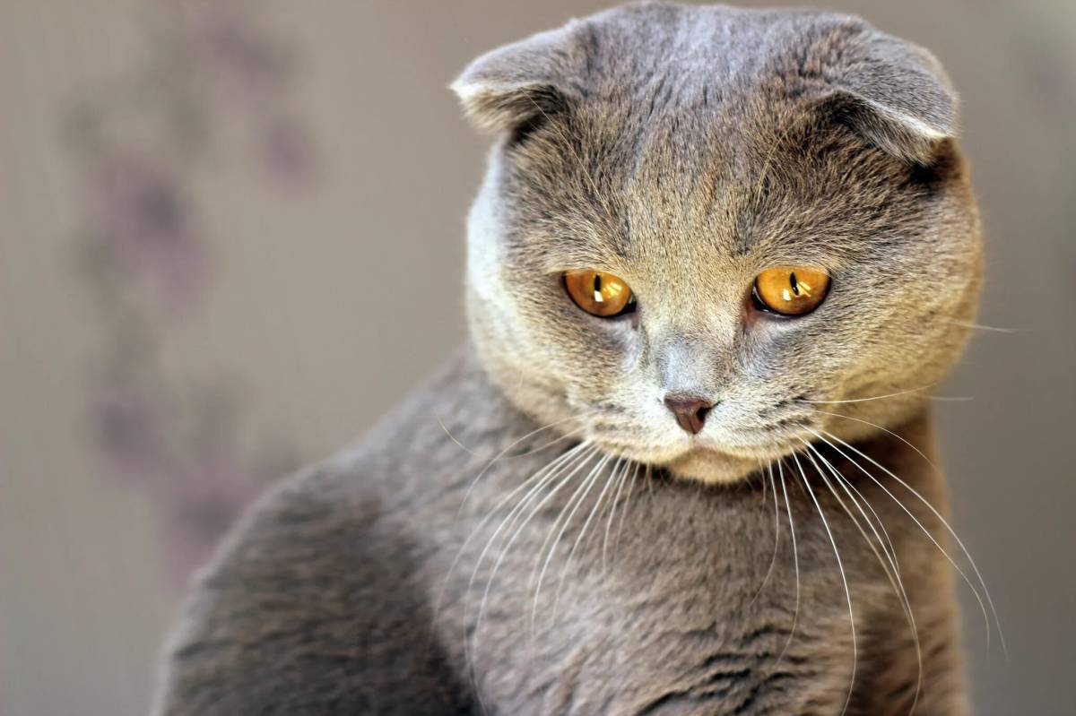 Картинки котов. Шотландская вислоухая кошка серая. Картезианская кошка британец вислоухий. Шотландская вислоухая кошка мордочки. Шотландская вислоухая кошка серая с оранжевыми глазами.