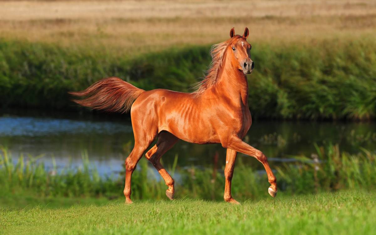 Лошадь #12