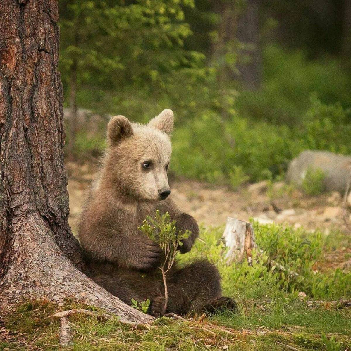 Милый медведь. Медвежонок. Милый Медвежонок. Медвежонок в лесу. Милые медвежата.