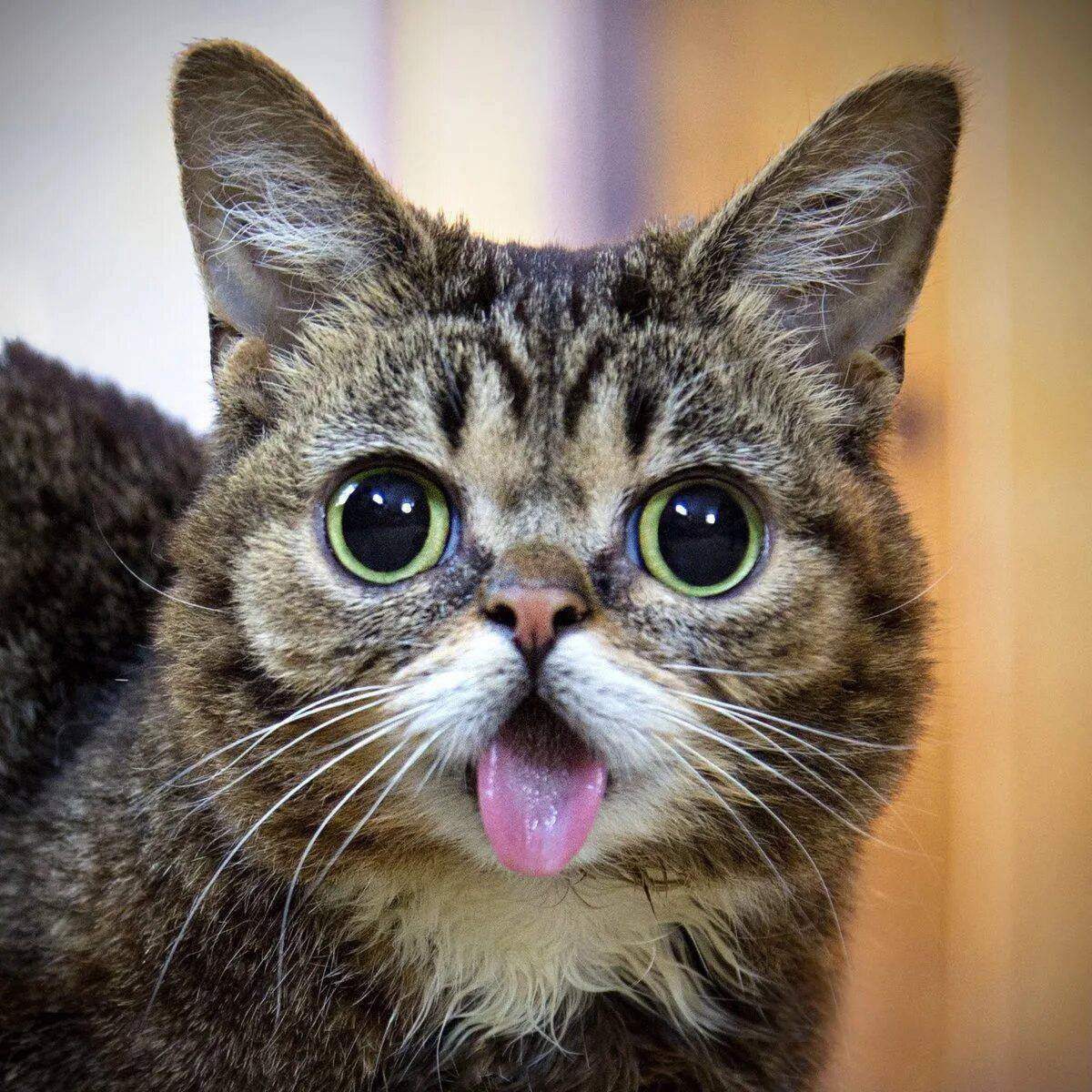 Покажи фотку. Котики смешные. Удивленный кот. Кошка с высунутым языком. К от с вытинутым языком.