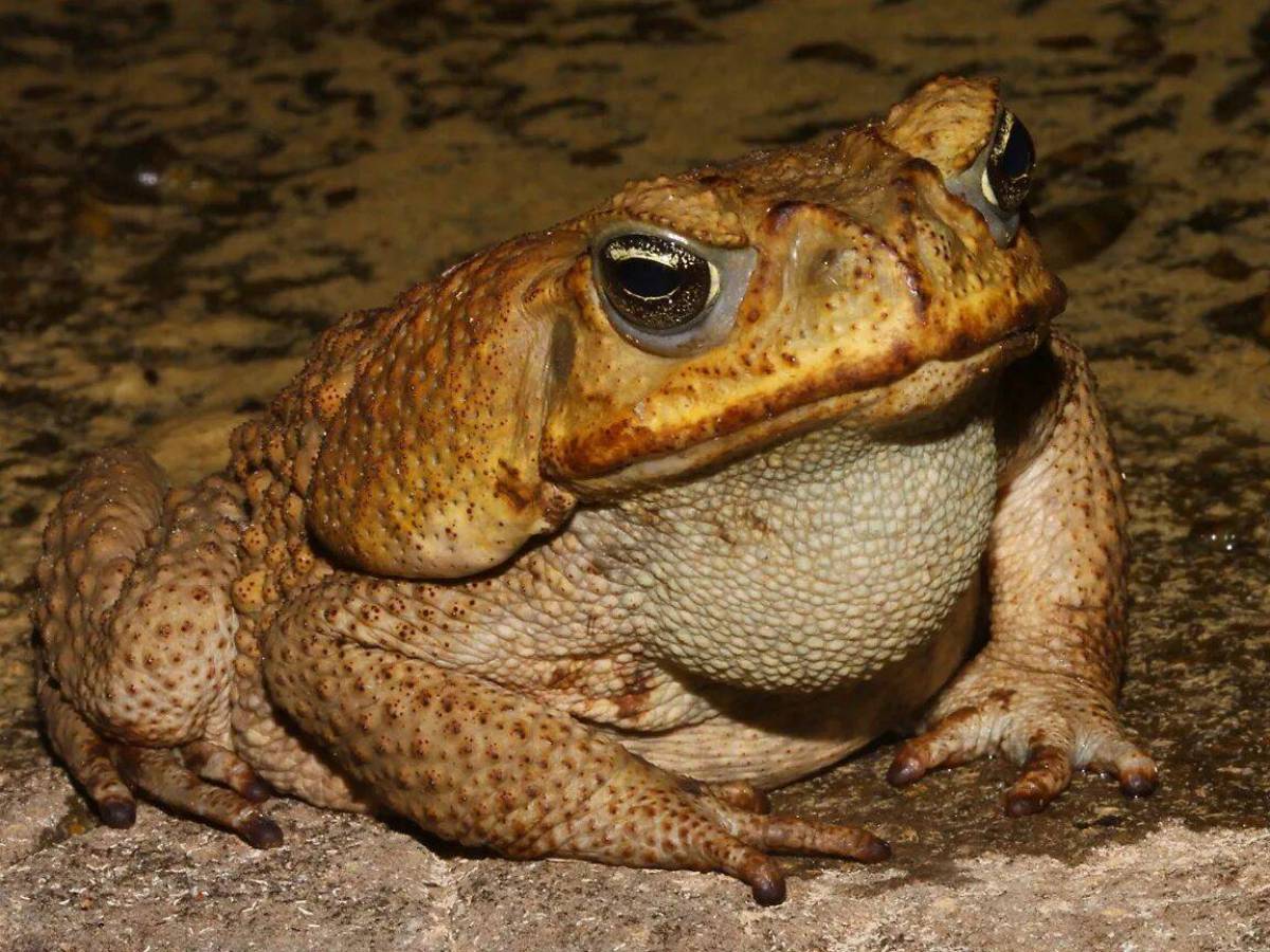 Лягушки друг на друге почему. Жаба ага. Тростниковая жаба ага. Суринамская жаба ага. Жаба Буфо Буфо.