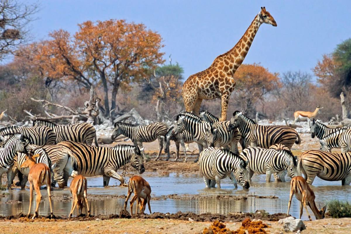 Животные саванны в африке