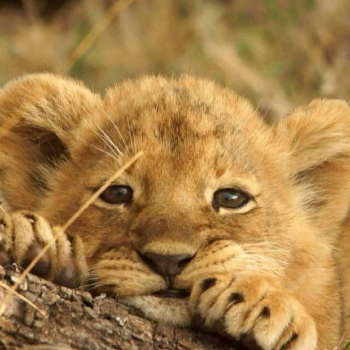 Lion cub. Львенок Лео. Маленький Львенок. Милый Львенок. Львята фото.