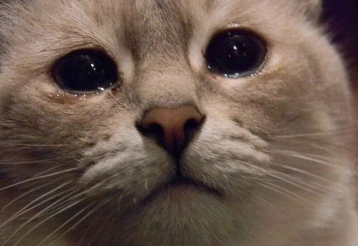 Плачущий кот