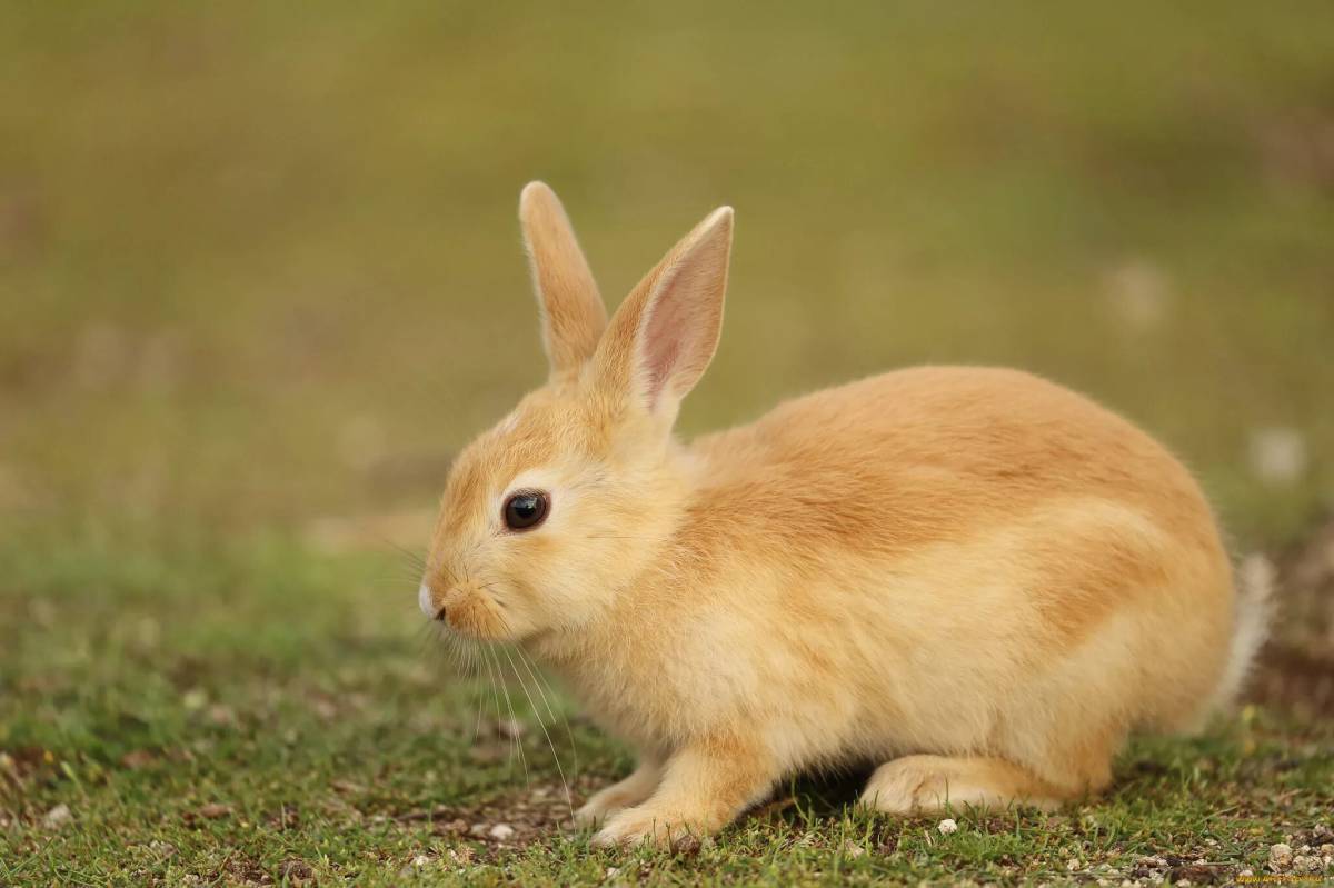 Картинка животного зайца