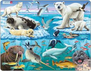 Раскраска животные арктики #2 #76568