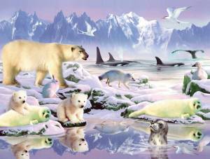 Раскраска животные арктики #4 #76570
