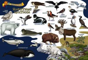 Раскраска животные арктики #5 #76571