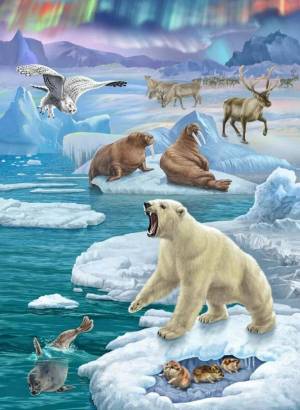 Раскраска животные арктики #8 #76574