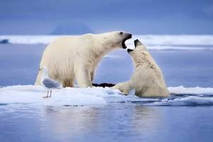 Раскраска животные арктики #9 #76575