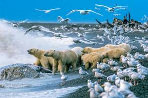 Раскраска животные арктики #15 #76581