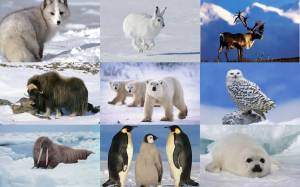Раскраска животные арктики #24 #76590