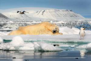 Раскраска животные арктики #28 #76594