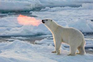 Раскраска животные арктики #29 #76595