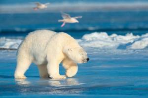 Раскраска животные арктики #30 #76596