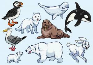 Раскраска животные арктики и антарктики для детей #2 #76607