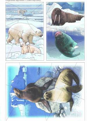 Раскраска животные арктики и антарктики для детей #4 #76609