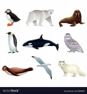 Раскраска животные арктики и антарктики для детей #6 #76611