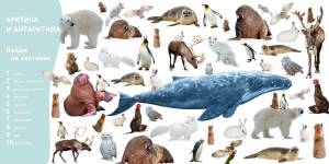 Раскраска животные арктики и антарктики для детей #7 #76612