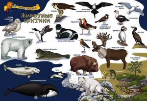 Раскраска животные арктики и антарктики для детей #8 #76613