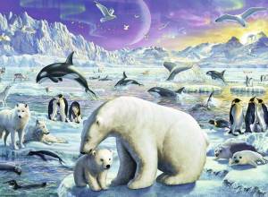Раскраска животные арктики и антарктики для детей #10 #76615
