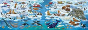 Раскраска животные арктики и антарктики для детей #13 #76618